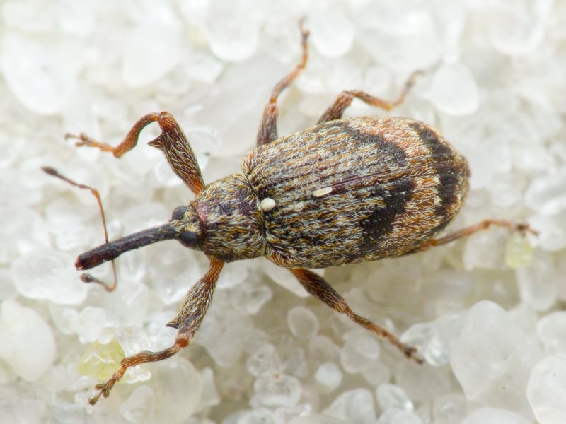 Anthonomus (Anthonomus) pomorum (Linnaeus, 1758)